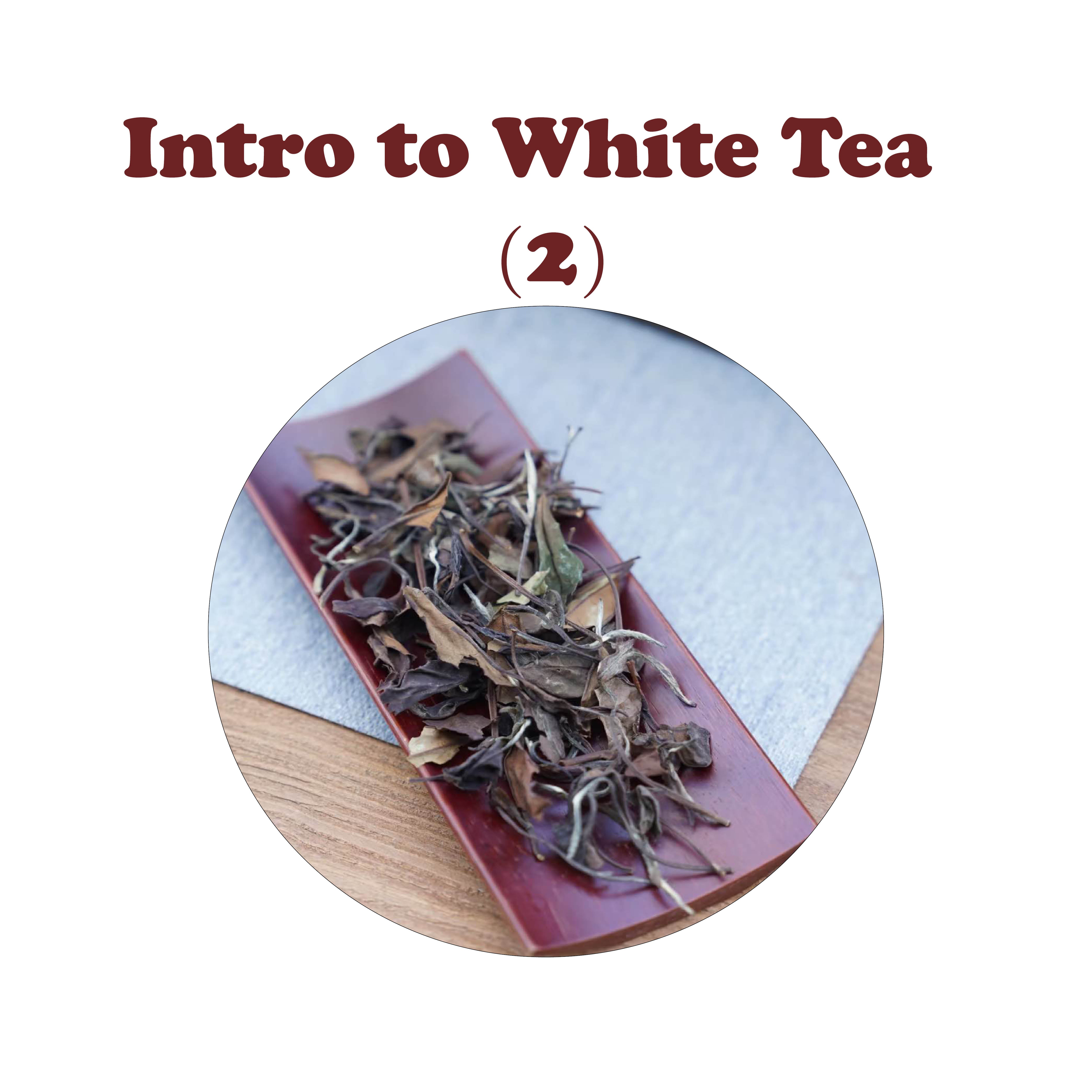 An Article to Quickly Understand White Tea (2): Types and Aging Potential 白茶的种类与陈年潜力