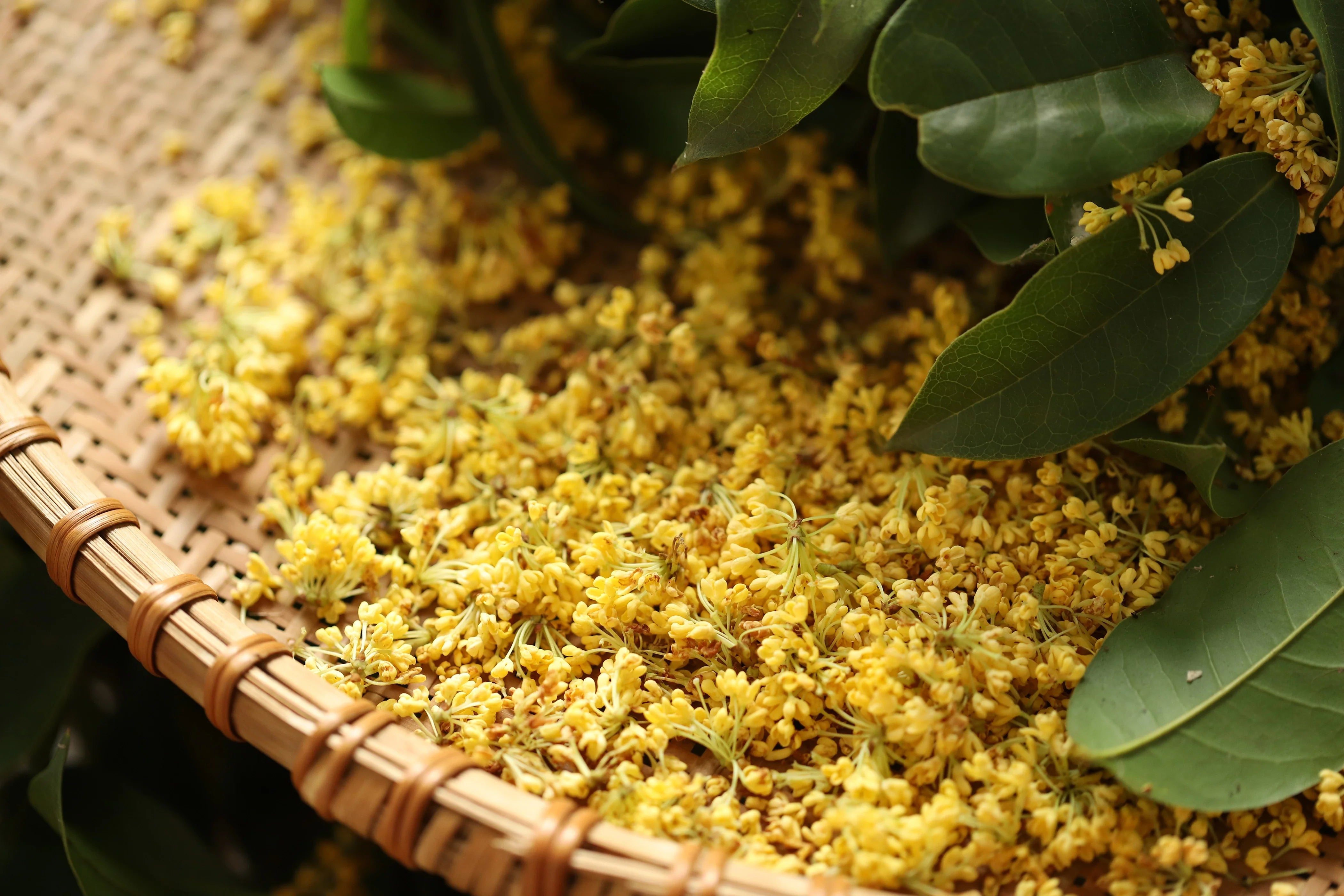 osmanthus tea